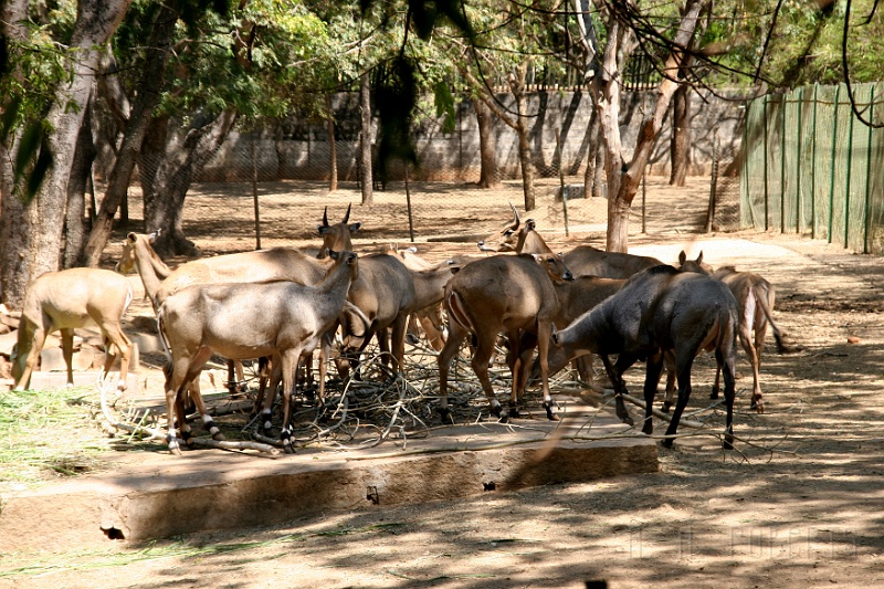 IMG_5700.JPG - These are deer like animals who I foret what they are called...