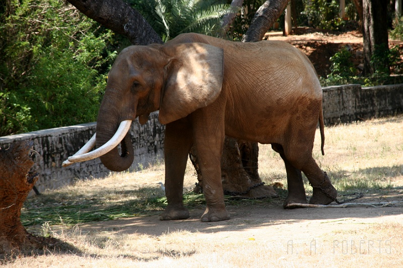 IMG_5705.JPG - "When I find the practical joker that chained me to this tree I'm going to show them where I can put these tusks!"