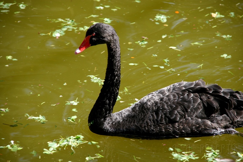 IMG_5742.JPG - It is a well known scientific fact that if you put a black swan and a white swan in the same pool they will explode.