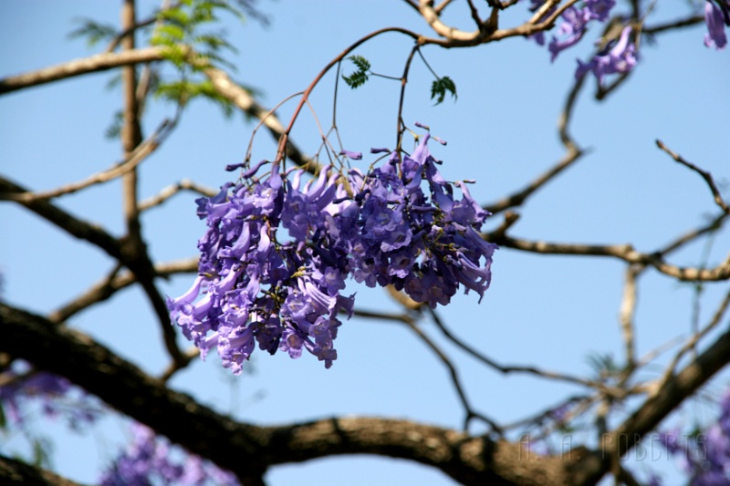 IMG_5752.JPG - It kind of reminds me of a lilac tree back home.