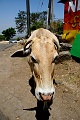 IMG_5584