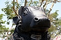 IMG_5631