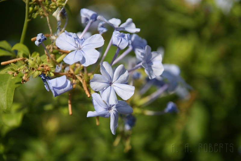 IMG_4766.JPG - These are flowers of the courtyard variety.