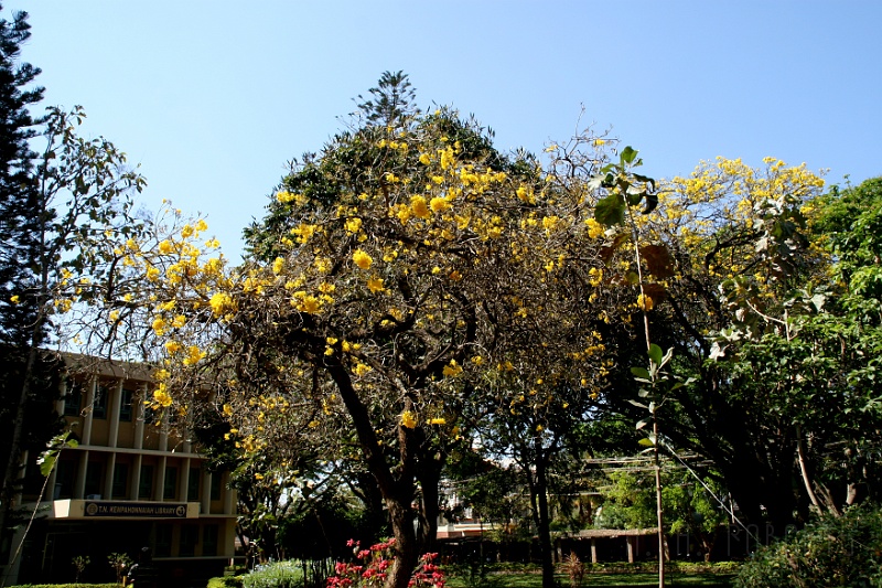 IMG_5063.JPG - Another nice flowering tree.