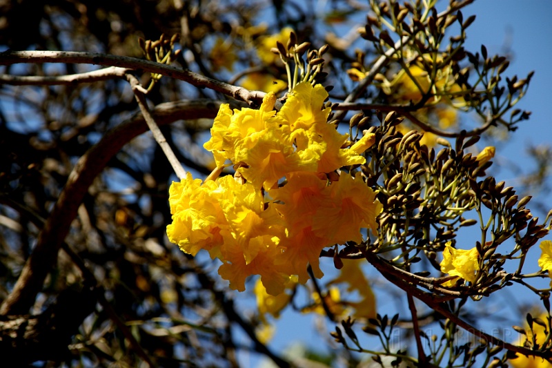 IMG_5064.JPG - The blooms up close and personal.