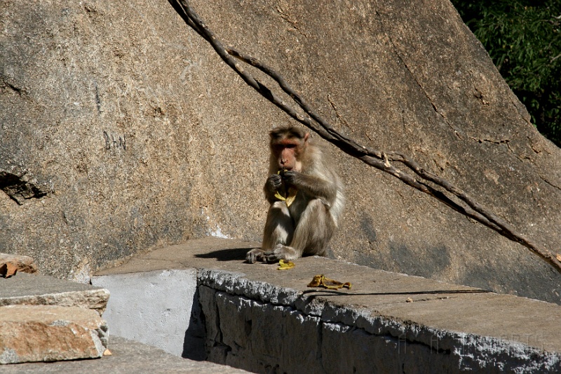 IMG_5116.JPG - I'm pretty sure he stole that bannana.