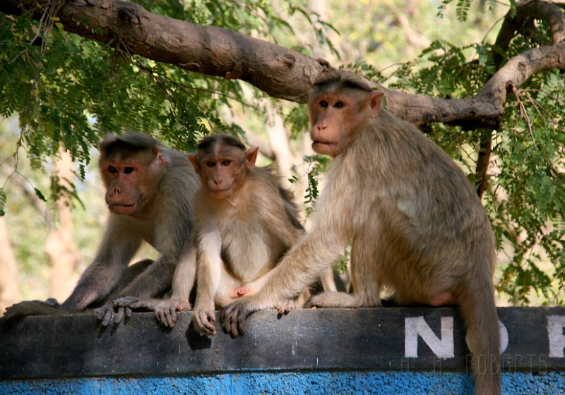 IMG_5133.JPG - The monkey on the left looks reaaaallllyyy pissed off.  I didn't do anything.  I'm just the photographer.