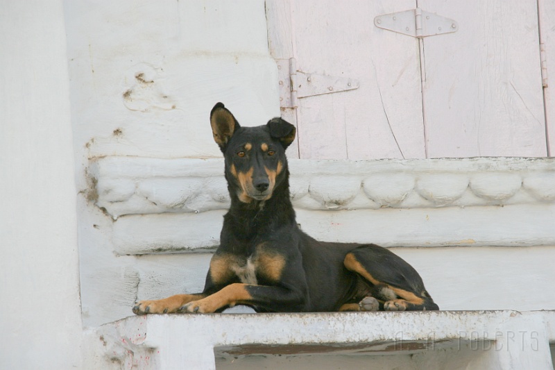 IMG_6694.JPG - This handsome fellow was intrigued by the strange white people walking by.