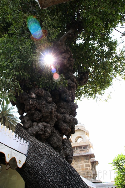 IMG_6847.JPG - I loved this gnarly old tree in the courtyard.
