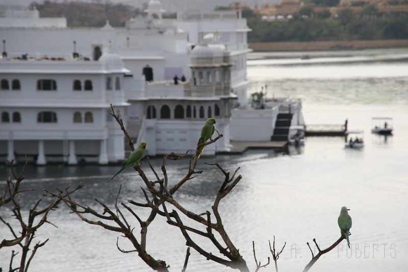 IMG_6865.JPG - Parakeets are natives here!