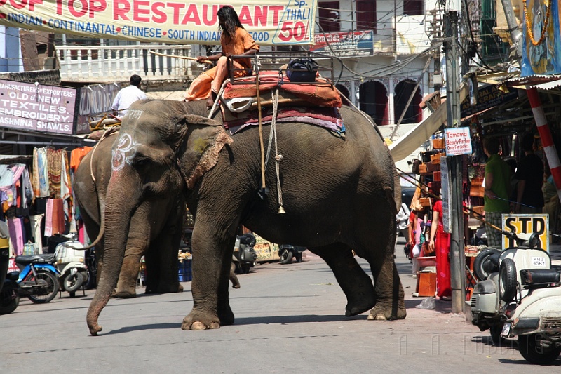 IMG_6895.JPG - Ever try to parallel park an elephant?