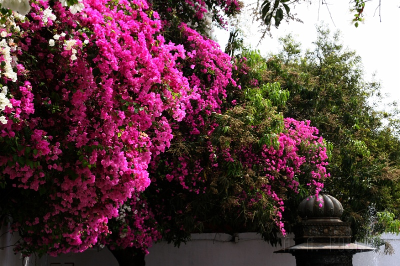 IMG_6930.JPG - Especially bouganvilla.