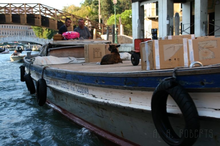 IMG_3578.jpg - A dog and his barge.