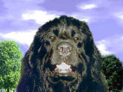 Overdog